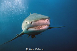 Smiling Shark by Alev Oztunc 